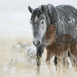 February Colt by Kent Keller