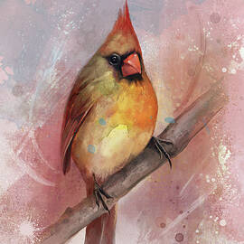 Female Cardinal by Steve Goad