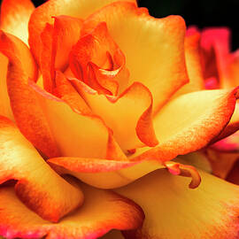 Festive Rose by Jean Noren