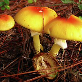Flame Pluteus Mushroom 