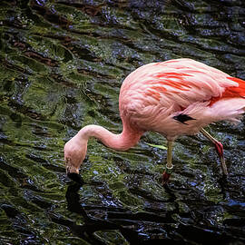 Flamingo by Martin Newman