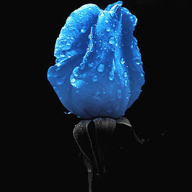 Fleur-Bleue After the Rain