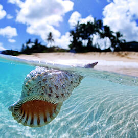 Floating Conch Shell by Sean Davey