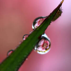 Flowers In Dewdrops by Carolyn Fletcher