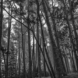 Foggy Forest by Maria Coulson