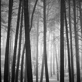 Pine Tree Forest by Dorit Fuhg