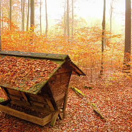 Forest in autumn with feed rack