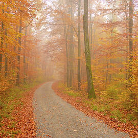 Forest path in fall by Matthias Hauser