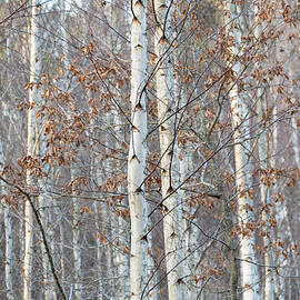 Forest with birch trees in December by Matthias Hauser