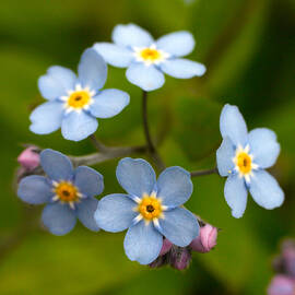 Forget-me-not by Jouko Lehto