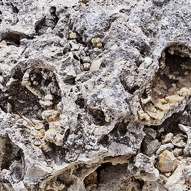 Fossil Rock Abstract 11 by Bob Slitzan