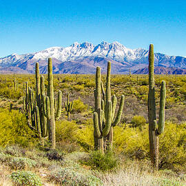 Four Peaks - Winter 2016