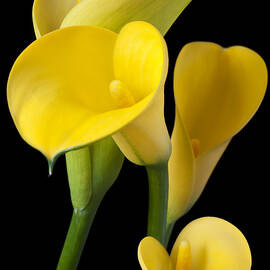 Four yellow calla lilies by Garry Gay