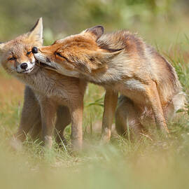 Foxy Love Series - But Mo-om II by Roeselien Raimond