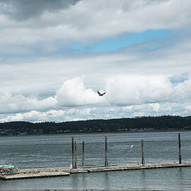 Free Flight by Tom Cochran