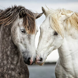 Friends IV - Colour by Tim Booth