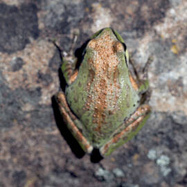 Frog From Above