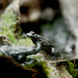 Waiting for the Princess - Frog on Rock