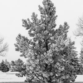 Frosty Pine by Lorraine Baum
