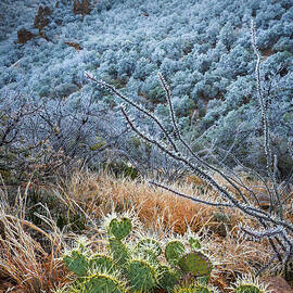 Frosty Prickly Pear by Inge Johnsson