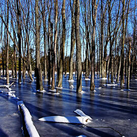 Frozen Shadows by Debbie Oppermann