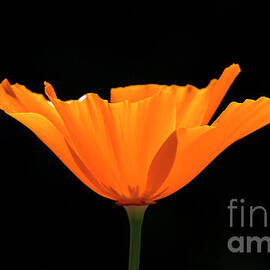 Full Bloom CA Poppy by Shawn Jeffries