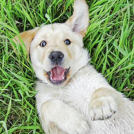 Playful Puppy Labrador Retriever by Jennie Marie Schell