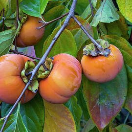 Fuyu Persimmon On Tree