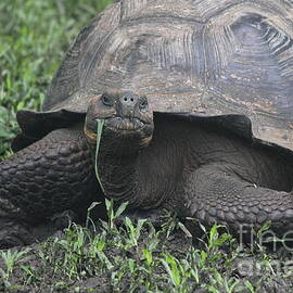 Galapagos Tortoise Lunchtime