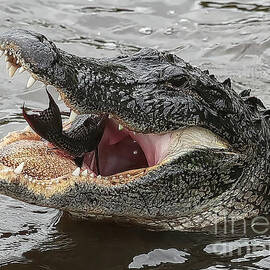 Gator Eating Fish by Carol Groenen