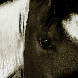Gaze  by Toni Hopper