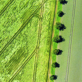 Geometric landscape 09 trees and fields aerial by Matthias Hauser