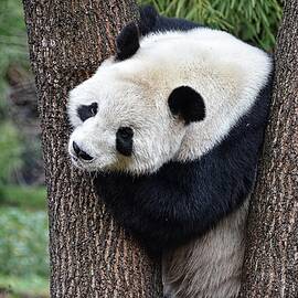 Giant Panda in tree by Ronda Ryan