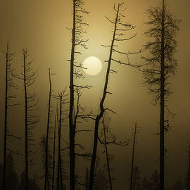 Gilded Sunrise by Ann Skelton