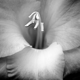 Gladiola Flower Black and White by Jennie Marie Schell