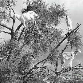 Goats in Tree BW by Chuck Kuhn