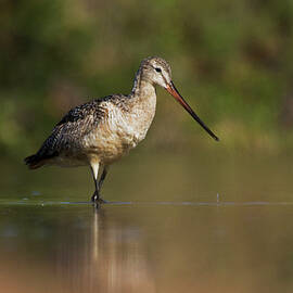 Godwit in the ponds by Ruth Jolly