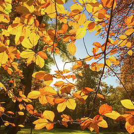 Golden autumn leaves by Gerlya Sunshine