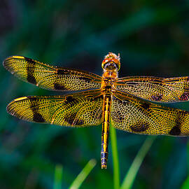 Golden Dragonfly by Linda  Howes