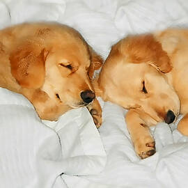 Golden Retriever Dog Puppies Sleeping by Jennie Marie Schell
