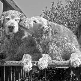 Golden Retrievers the Kiss Black and White by Jennie Marie Schell