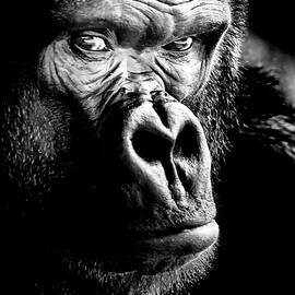 Gorilla by David Millenheft
