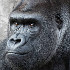 Gorillas in the Mist