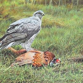 Goshawk by Alan M Hunt