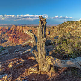 Grand Canyon Old Tree by Steven Sparks