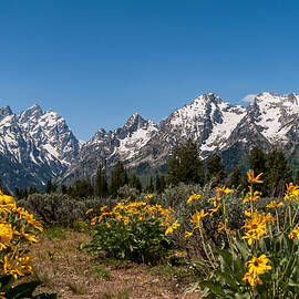 Grand Teton Arrow Leaf Balsamroot