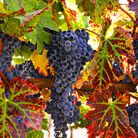 Grapes on vine in vineyards by Garry Gay
