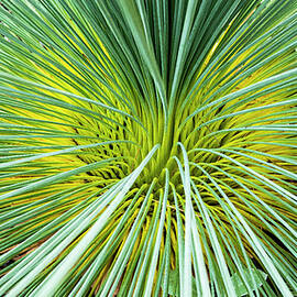 Grass Tree - Canberra - Australia by Steven Ralser