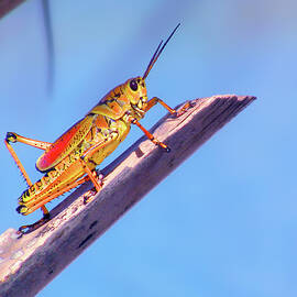 Grasshopper Enjoying Life by Mark Andrew Thomas