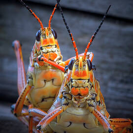 Grasshoppers in Love by Mark Andrew Thomas